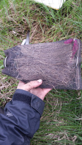 Caging a pre-weighed amount of dead cordgrass and a particular number of snails will help reveal how coffee bean snails contribute to detritus decomposition in the marsh