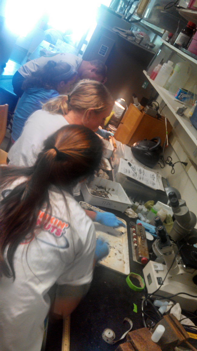 Counting and measuring hundreds of shrimp with the hardworking high schoolers.