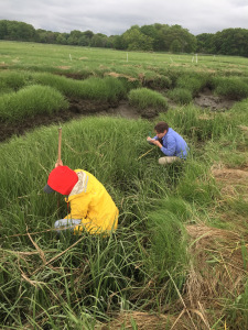 Caitlin and Frankie measuring tall form Spartina alterniflora