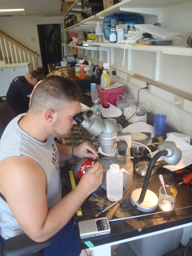 Nate sorting stomach content under the microscope.