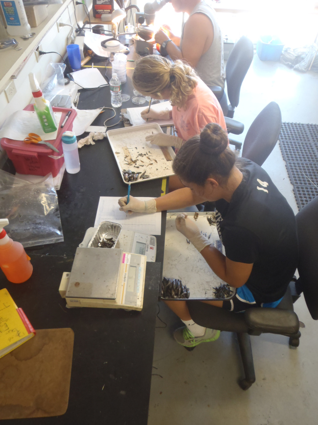 Erica and Hannah from Governor's Academy helping to measure, sort, and count the fish.