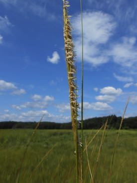 Flowering salt marsh plant, Spartina alterniflora. © DS Johnson/VIMS.