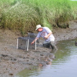 John installing cages in 2009 in a tidal creek.