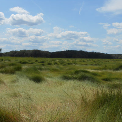 Cowlicks of Spartina patens, Rowley, Massachusetts